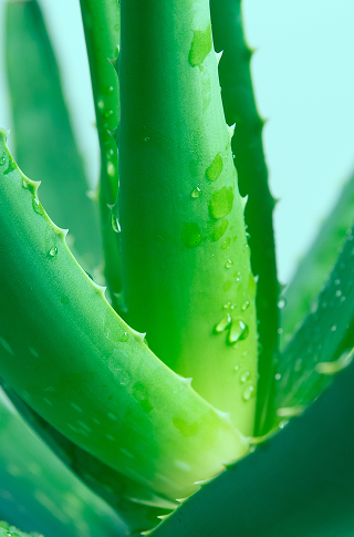 Aloe Vera Stori of Africa