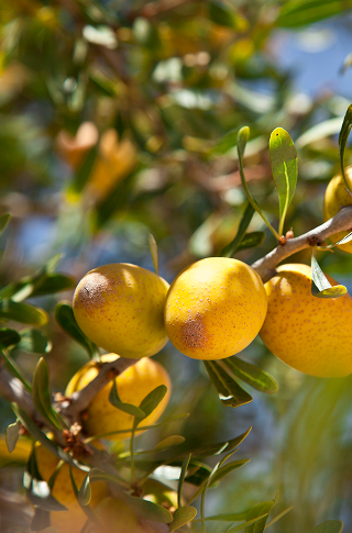 Argan Oil Stori of Africa