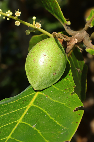Kakadu Plum Stori of Africa