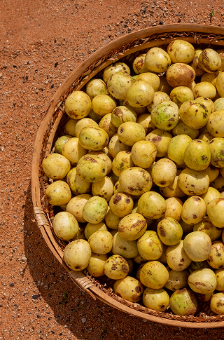Marula Oil Stori of Africa