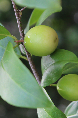 Ximenia Oil Stori of Africa